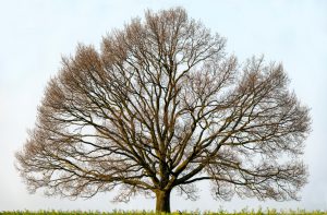 Large Oak Tree isolated on field, expansive canopy. This photo would fit perfect as a background for family tree/ genealogy: the largest file is about 265 megapixel.